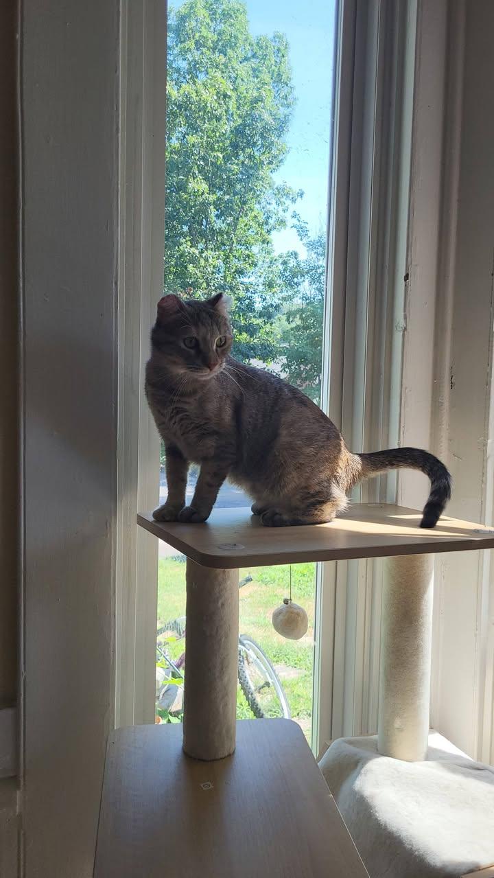 Coco ADOPTION FEE WAIVED with approved application, a Adoptable Domestic Short Hair in Enfield, CT image 1/6
