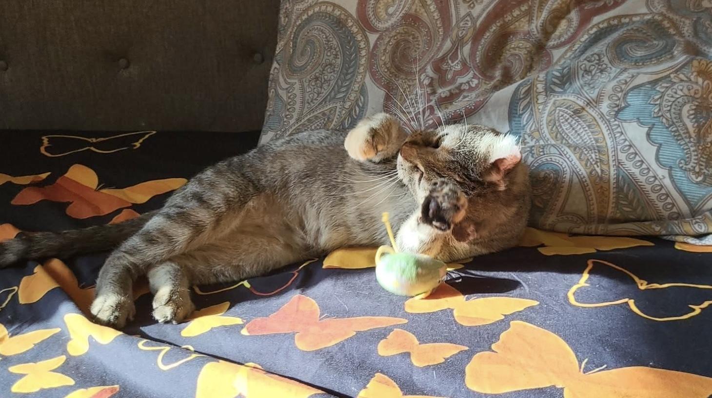 Coco ADOPTION FEE WAIVED with approved application, a Adoptable Domestic Short Hair in Enfield, CT image 2/6