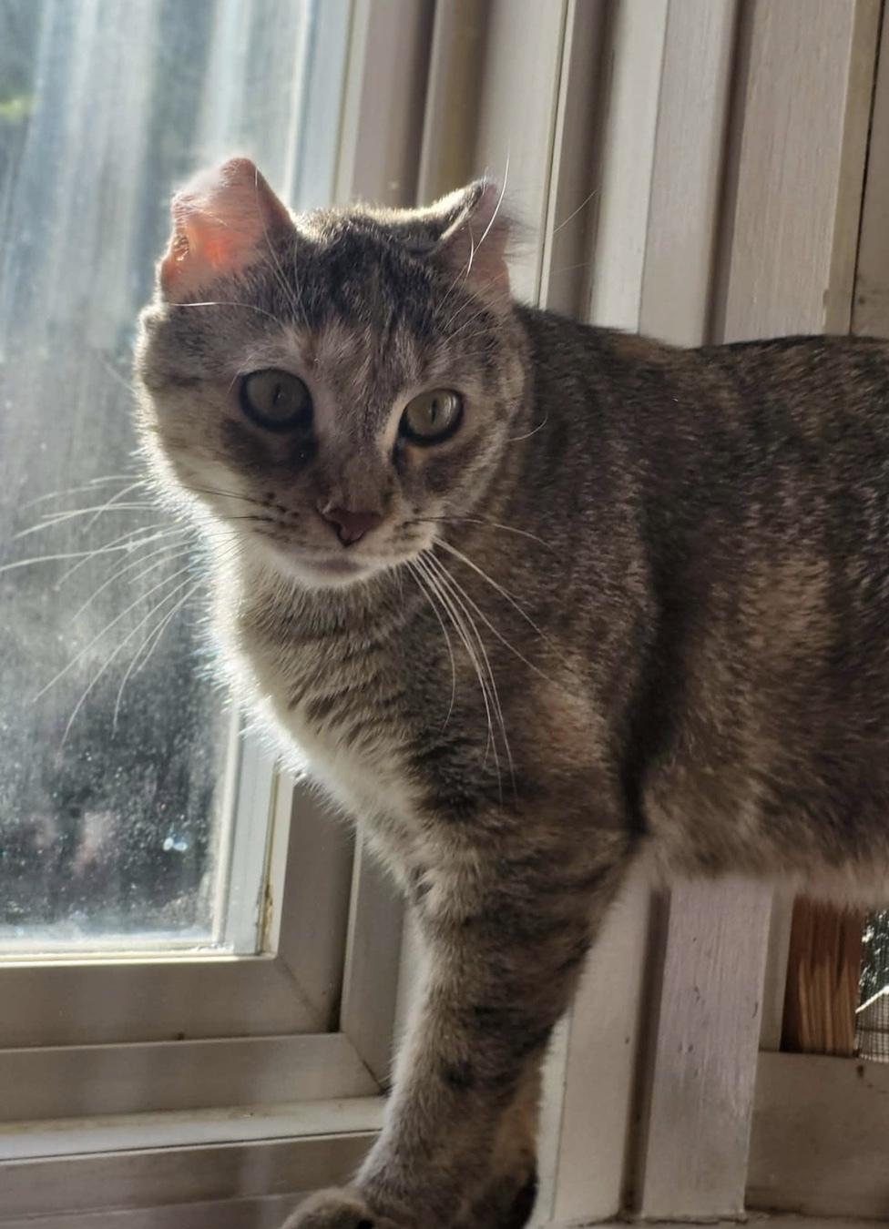 Coco ADOPTION FEE WAIVED with approved application, a Adoptable Domestic Short Hair in Enfield, CT image 3/6