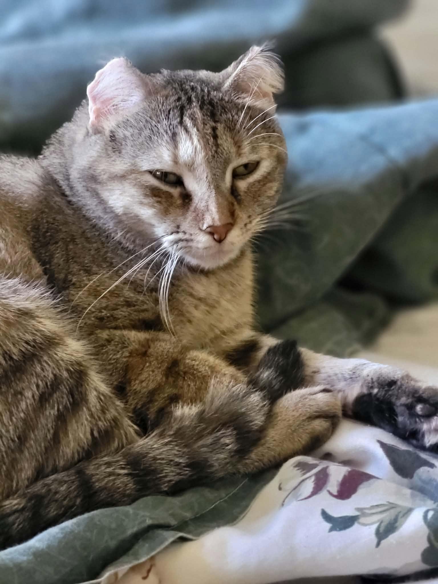 Enlarge Coco ADOPTION FEE WAIVED with approved application, a Adoptable Domestic Short Hair in Enfield, CT image 5/6