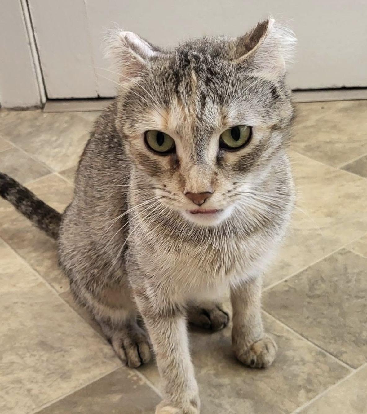 Coco ADOPTION FEE WAIVED with approved application, a Adoptable Domestic Short Hair in Enfield, CT image 4/6