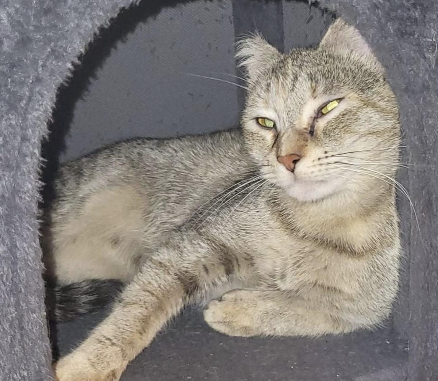 Coco ADOPTION FEE WAIVED with approved application, a Adoptable Domestic Short Hair in Enfield, CT image 6/6