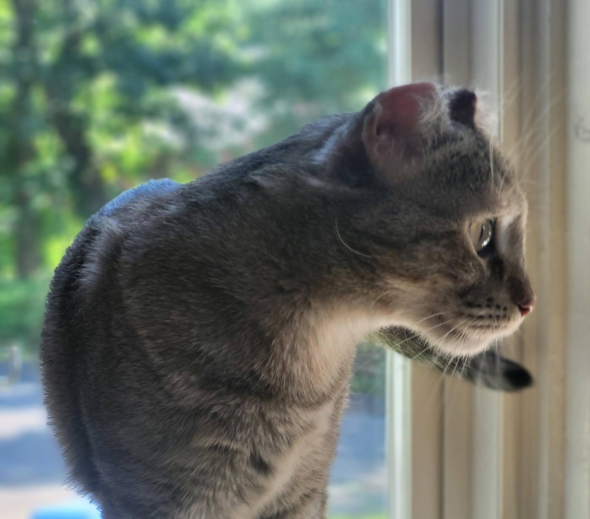 Coco ADOPTION FEE WAIVED with approved application, a Adoptable Domestic Short Hair in Enfield, CT image 4/6