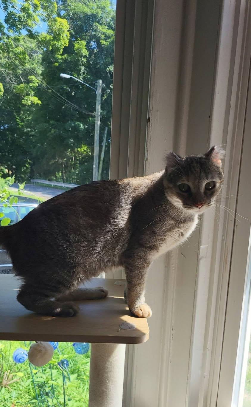 Coco ADOPTION FEE WAIVED with approved application, a Adoptable Domestic Short Hair in Enfield, CT image 5/6
