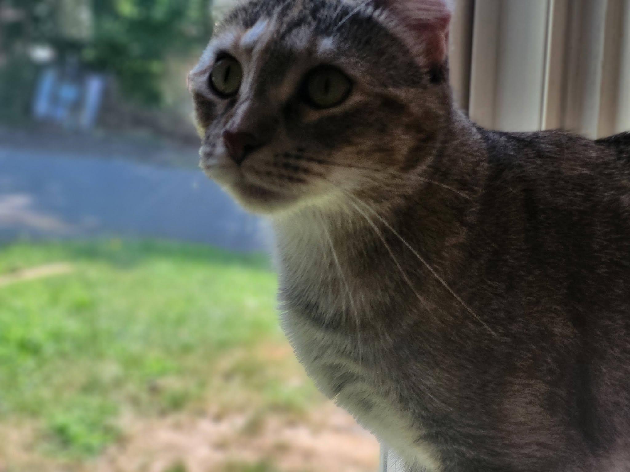 Coco ADOPTION FEE WAIVED with approved application, a Adoptable Domestic Short Hair in Enfield, CT image 6/6