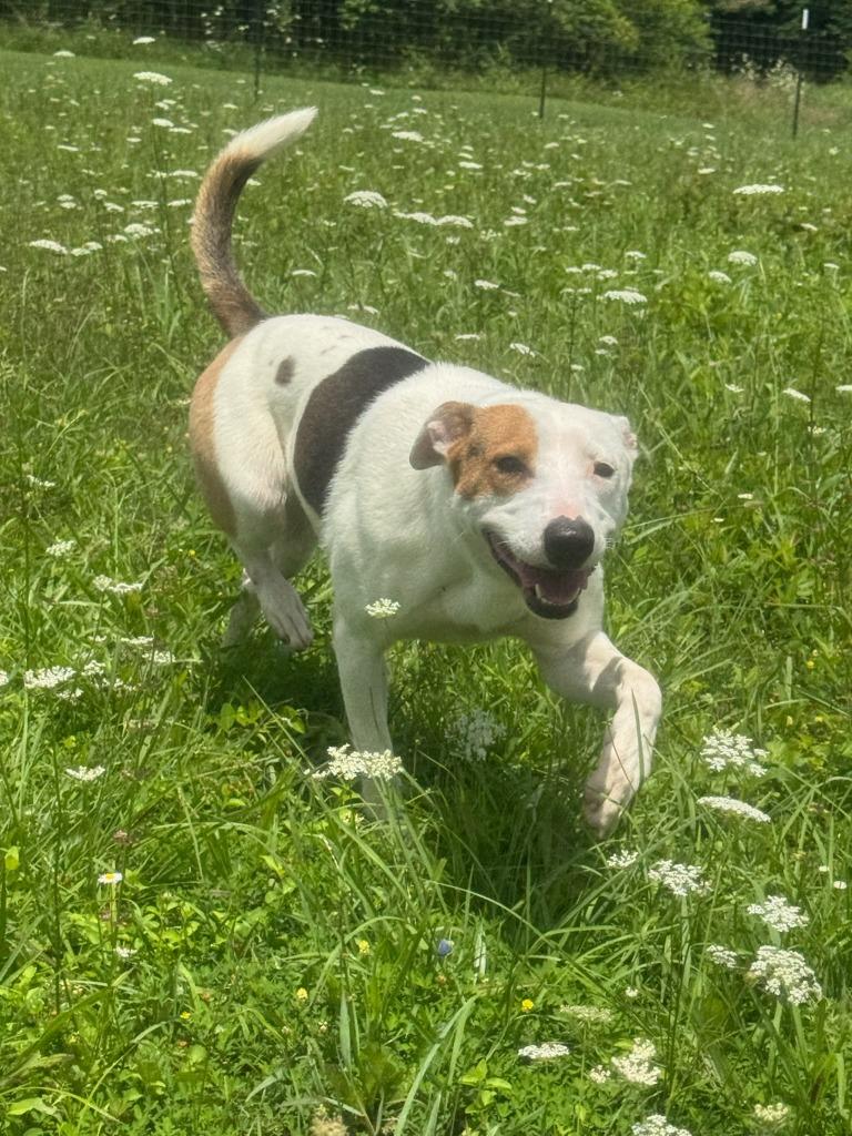 Aspen, a Adoptable Mixed Breed in Batesville, AR image 1/2