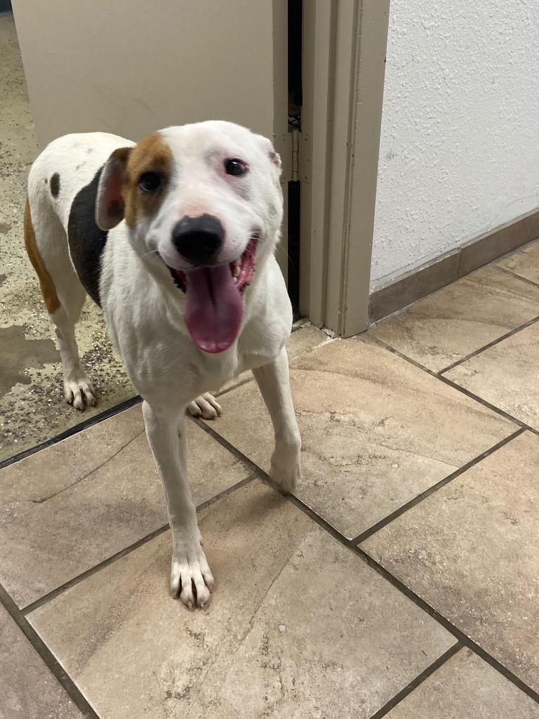 Aspen, Adoptable, Young Female Mixed Breed.