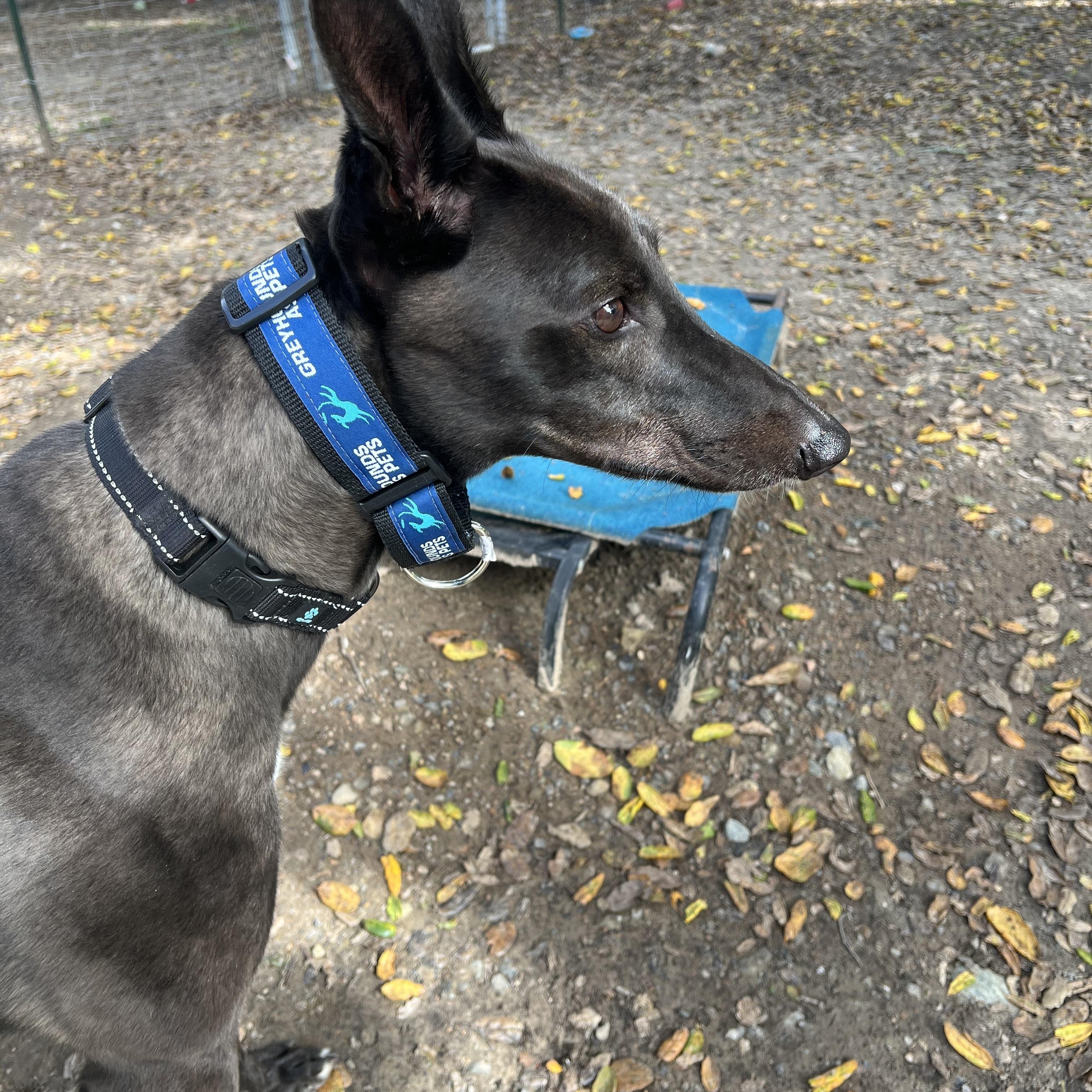 Sydney, adopted, Adult Male Greyhound.