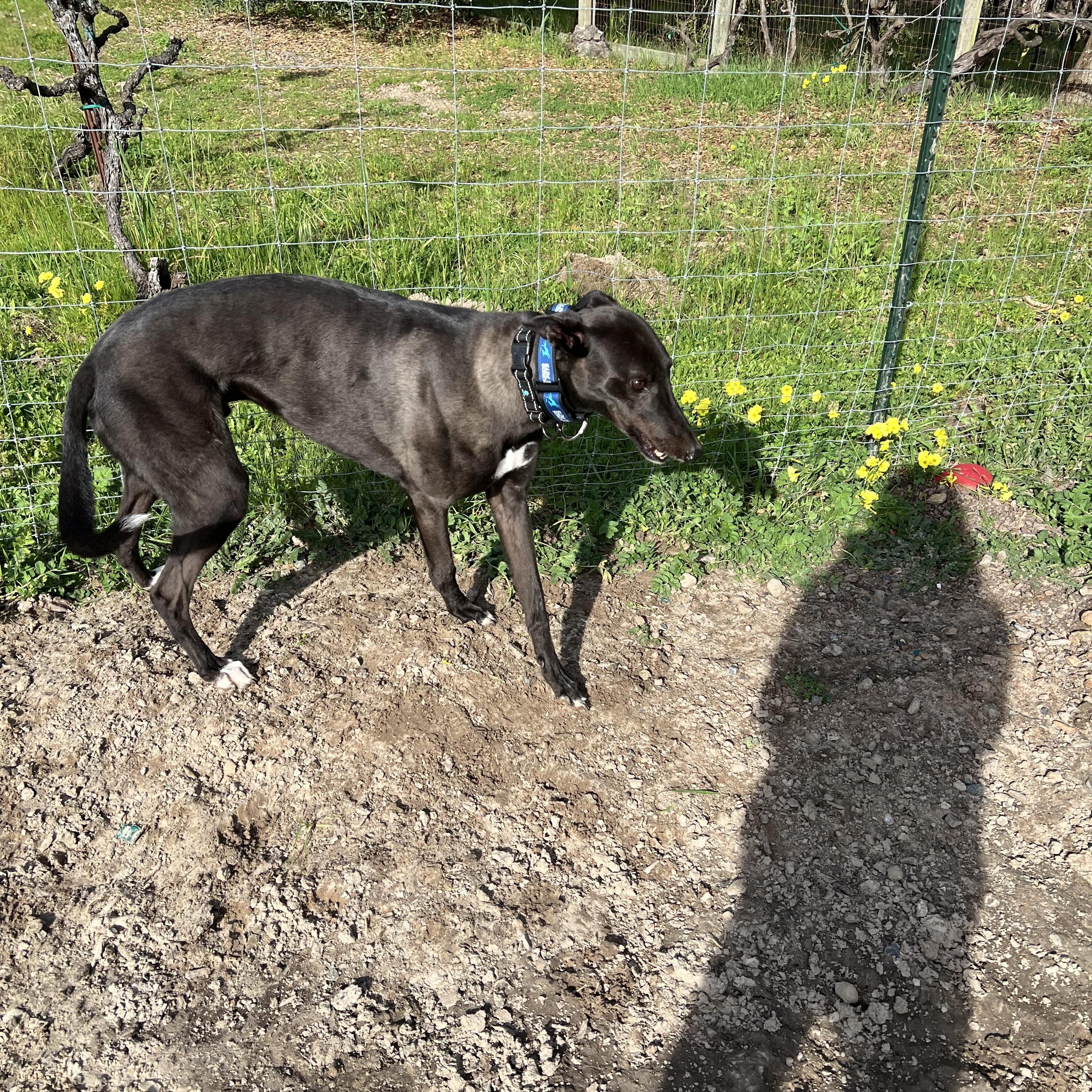 Enlarge Sydney, an adopted Greyhound in Santa Rosa, CA image 3/3