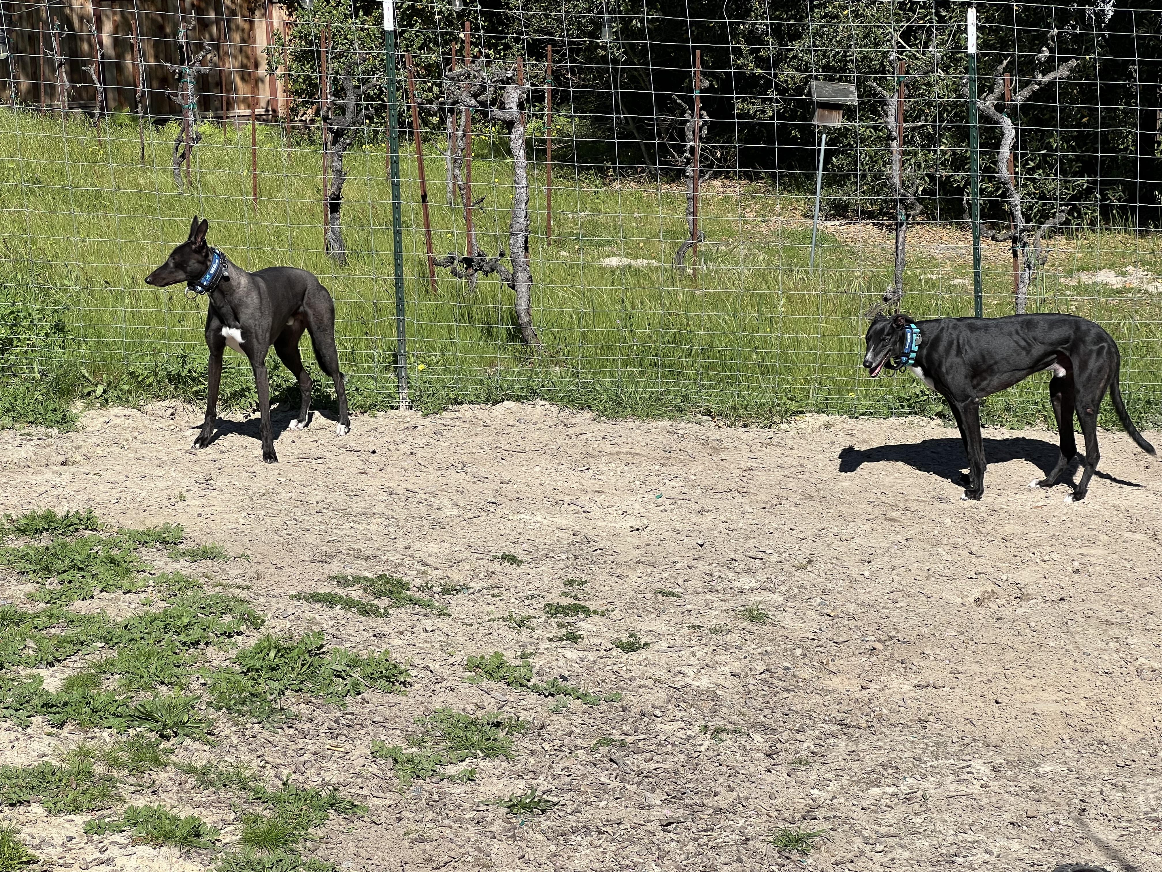 Enlarge Sydney, an adopted Greyhound in Santa Rosa, CA image 2/3