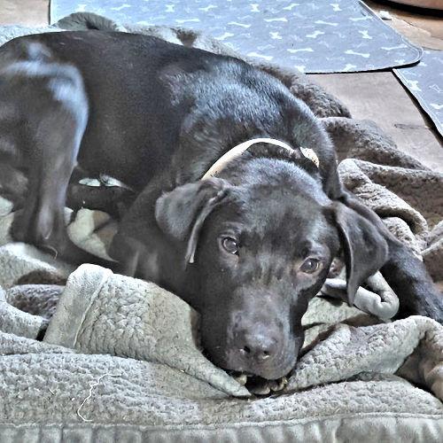 Stormy, Adopted, Puppy Male Black Labrador Retriever.