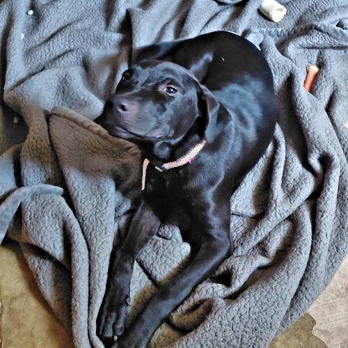 Stormy, a Adopted Black Labrador Retriever in Rutherfordton, NC image 2/3