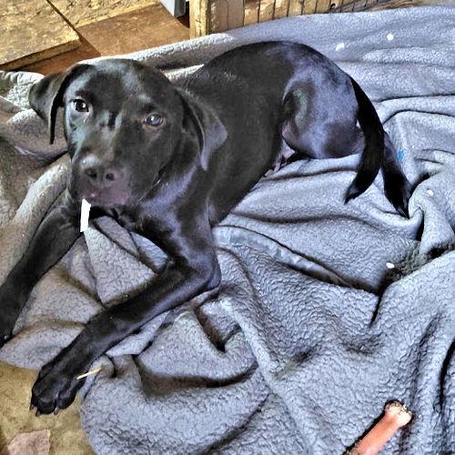 Stormy, a Adopted Black Labrador Retriever in Rutherfordton, NC image 3/3
