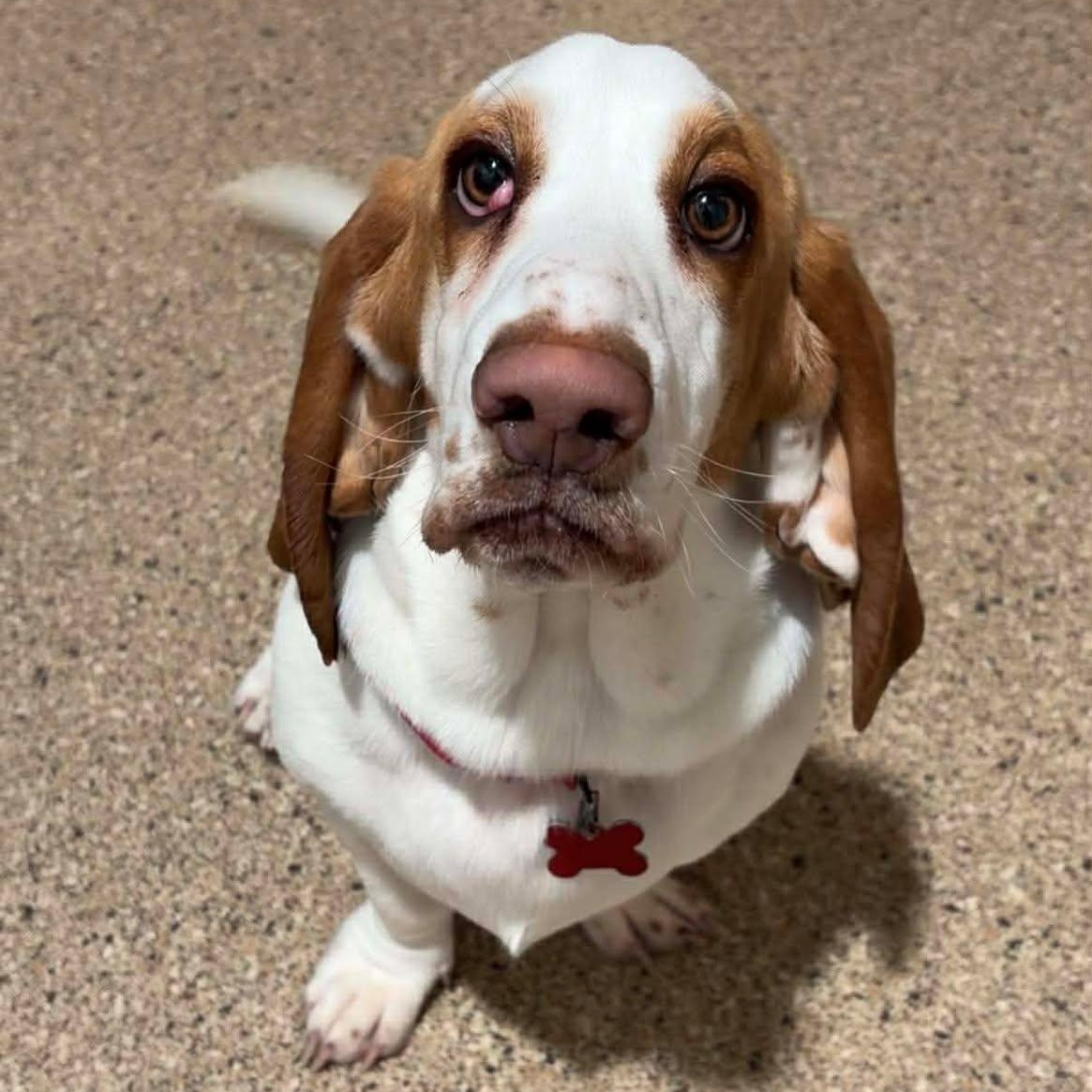 Penny, ADOPTABLE, Young Female Basset Hound.