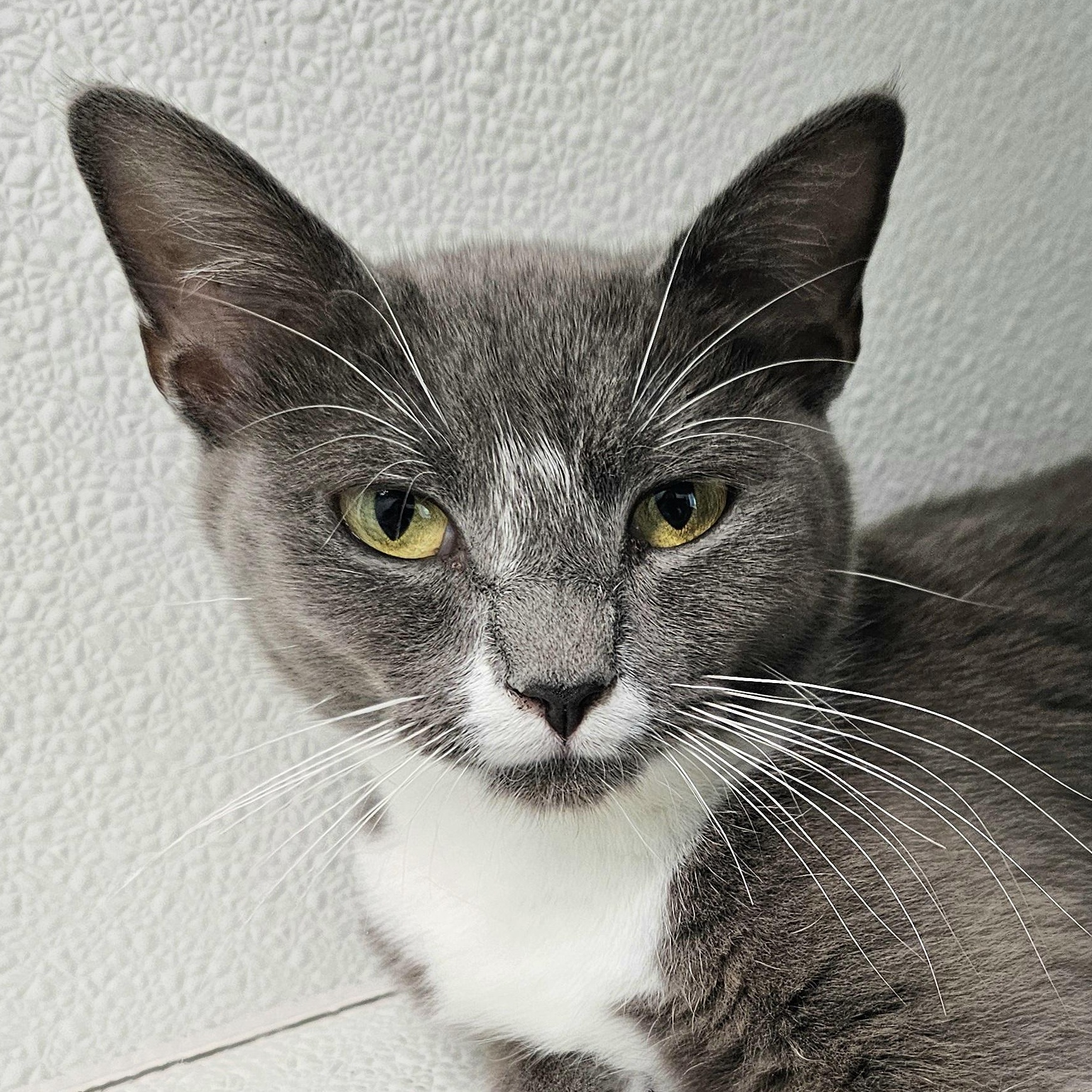 Lola, Adoptable, Adult Female Domestic Short Hair.