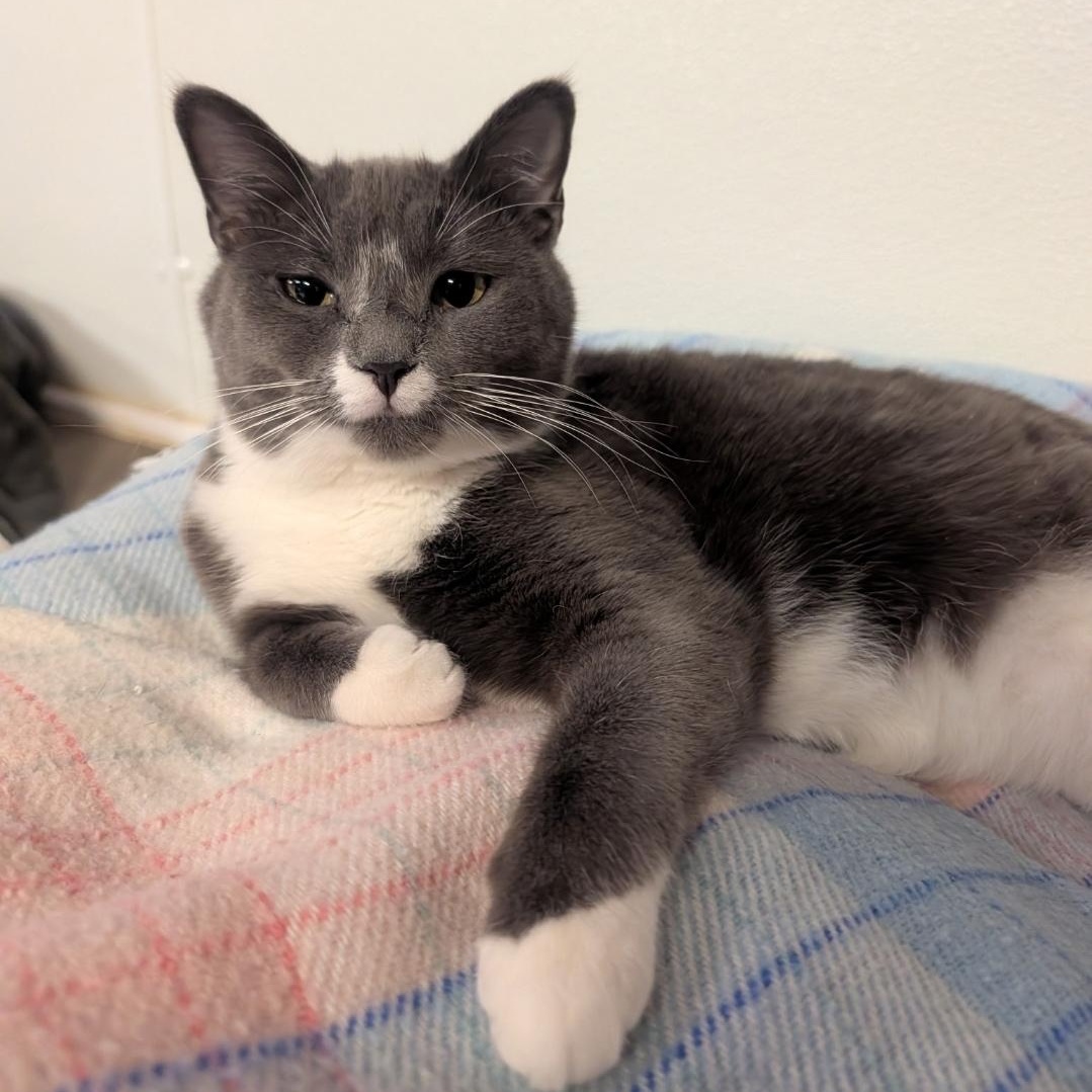 Enlarge Lola, a Adoptable Domestic Short Hair in Waynesville, NC image 1/4