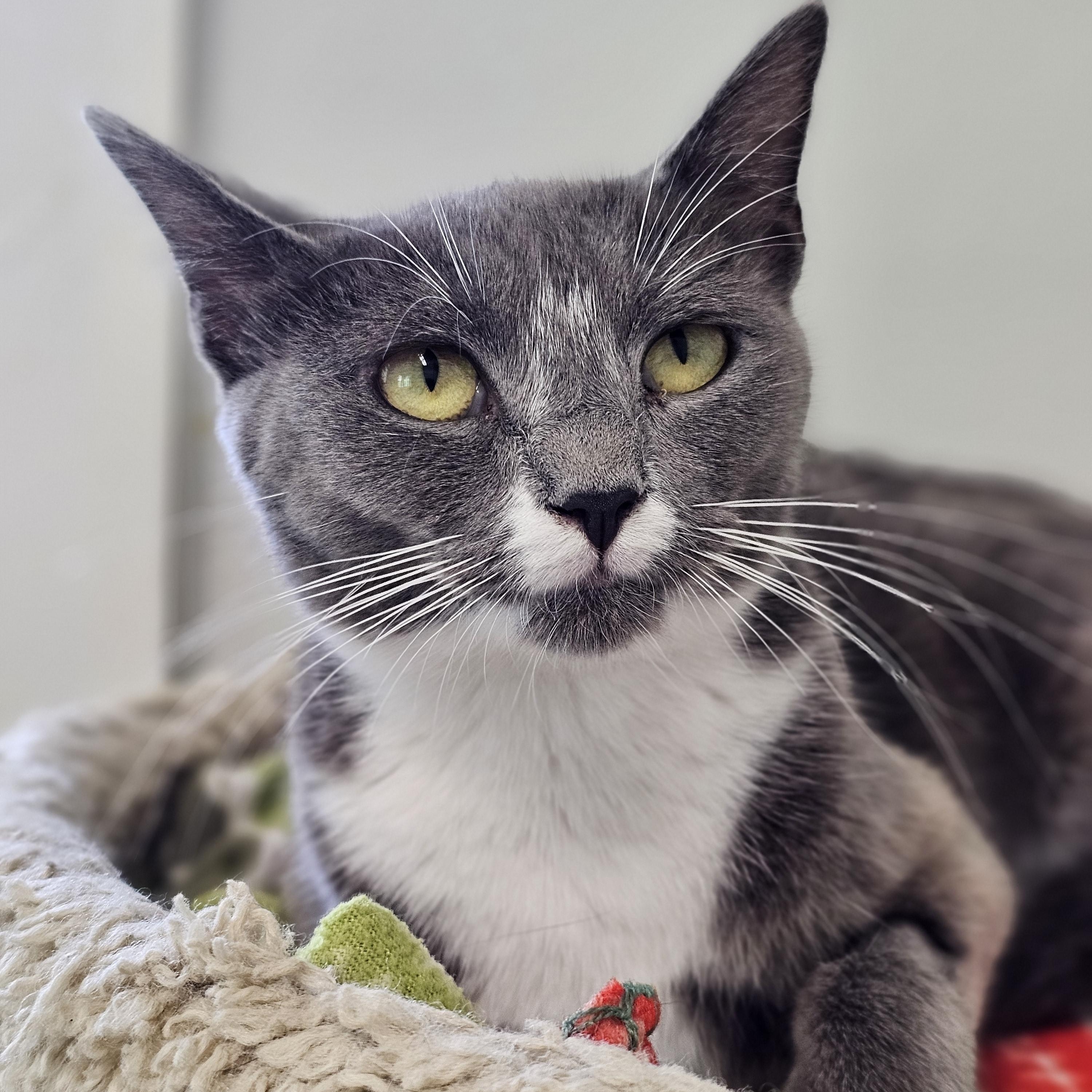 Enlarge Lola, a Adoptable Domestic Short Hair in Waynesville, NC image 3/3