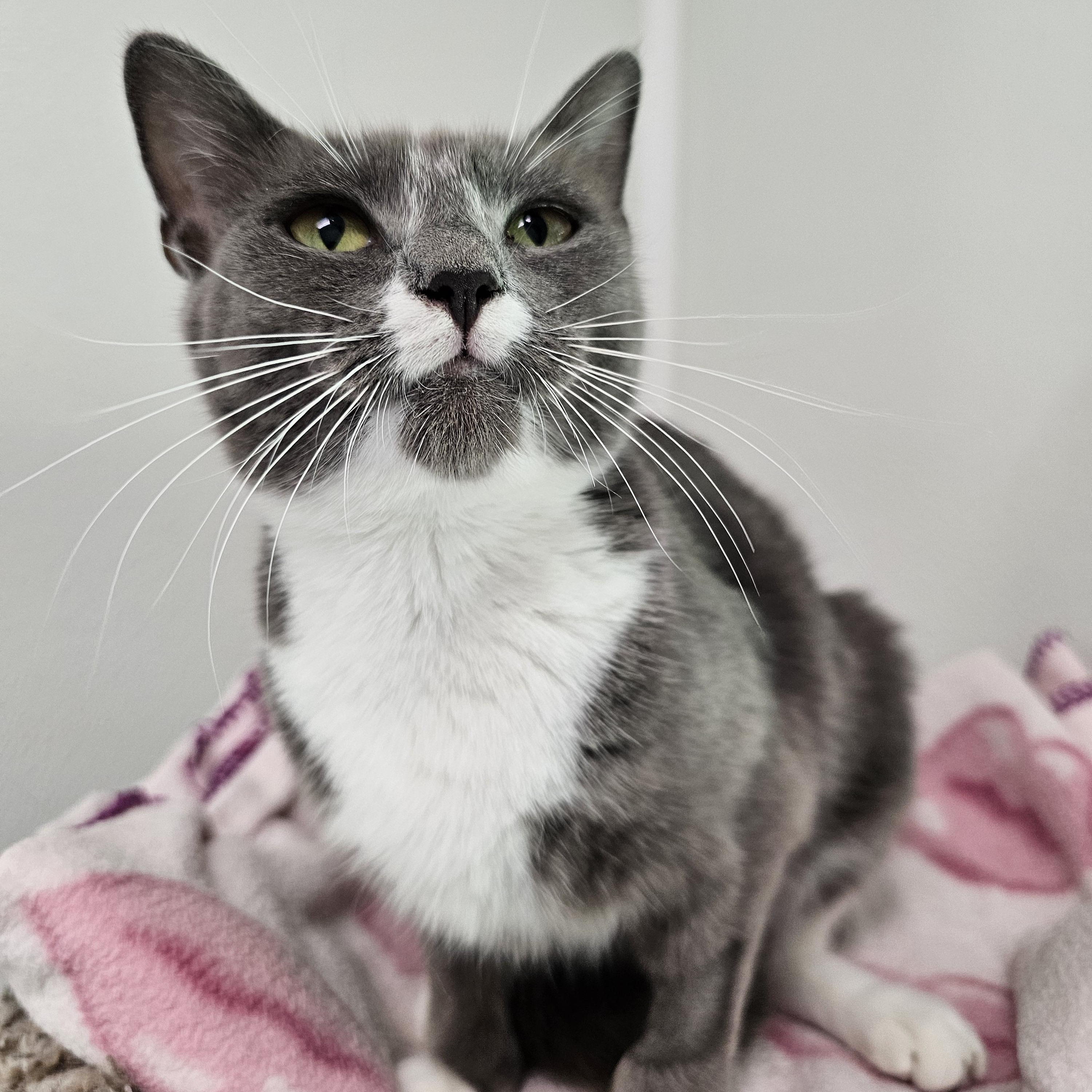 Enlarge Lola, a Adoptable Domestic Short Hair in Waynesville, NC image 2/3