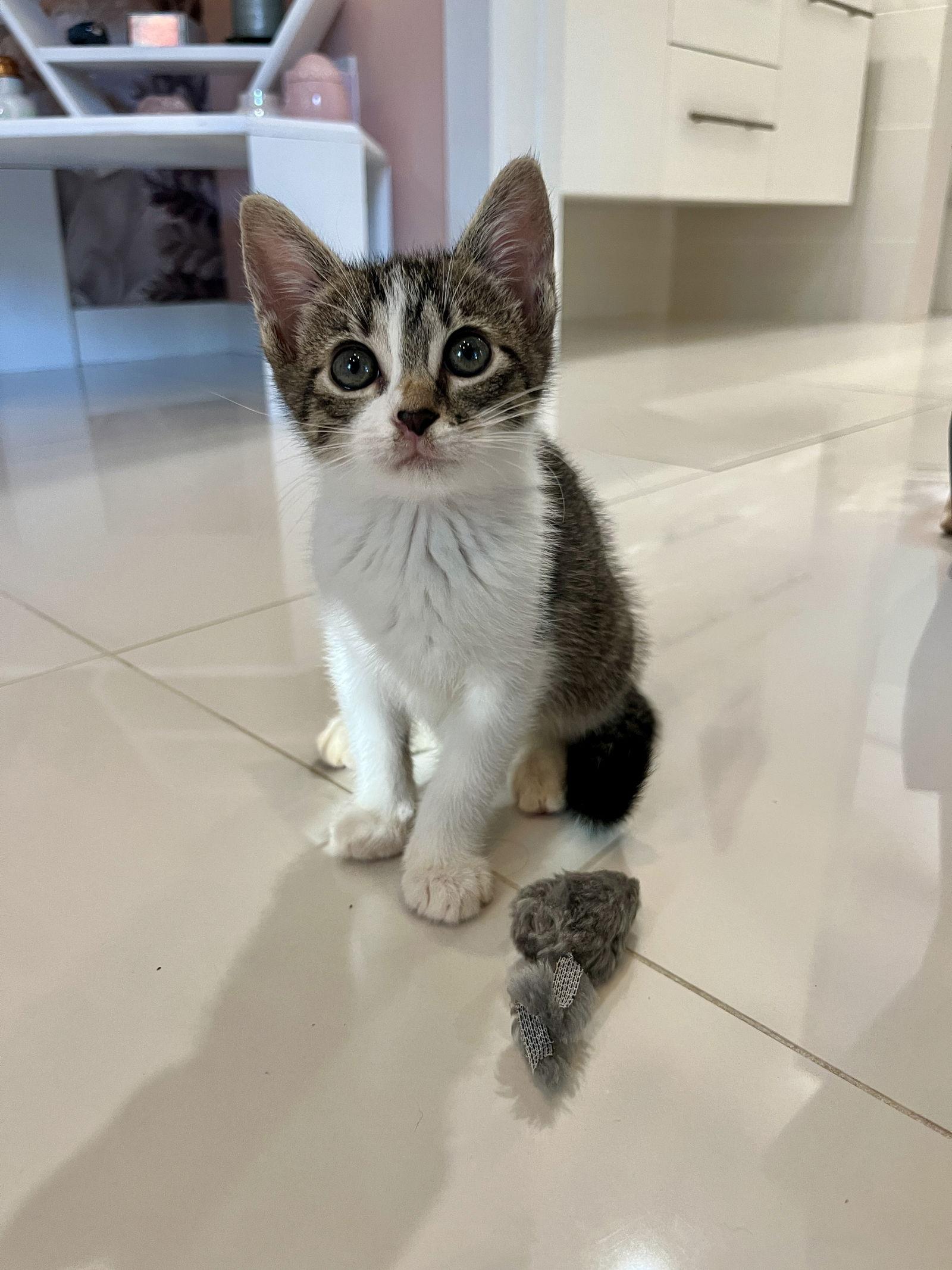 Sprinkles, Adoptable, Kitten Female Domestic Short Hair.