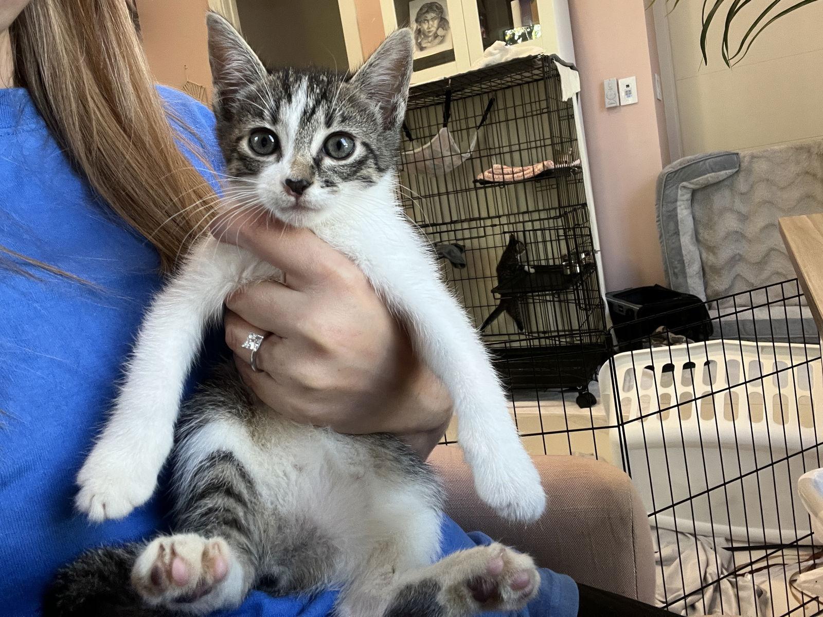 Sprinkles, a Adoptable mixed breed in Orlando, FL image 2/3