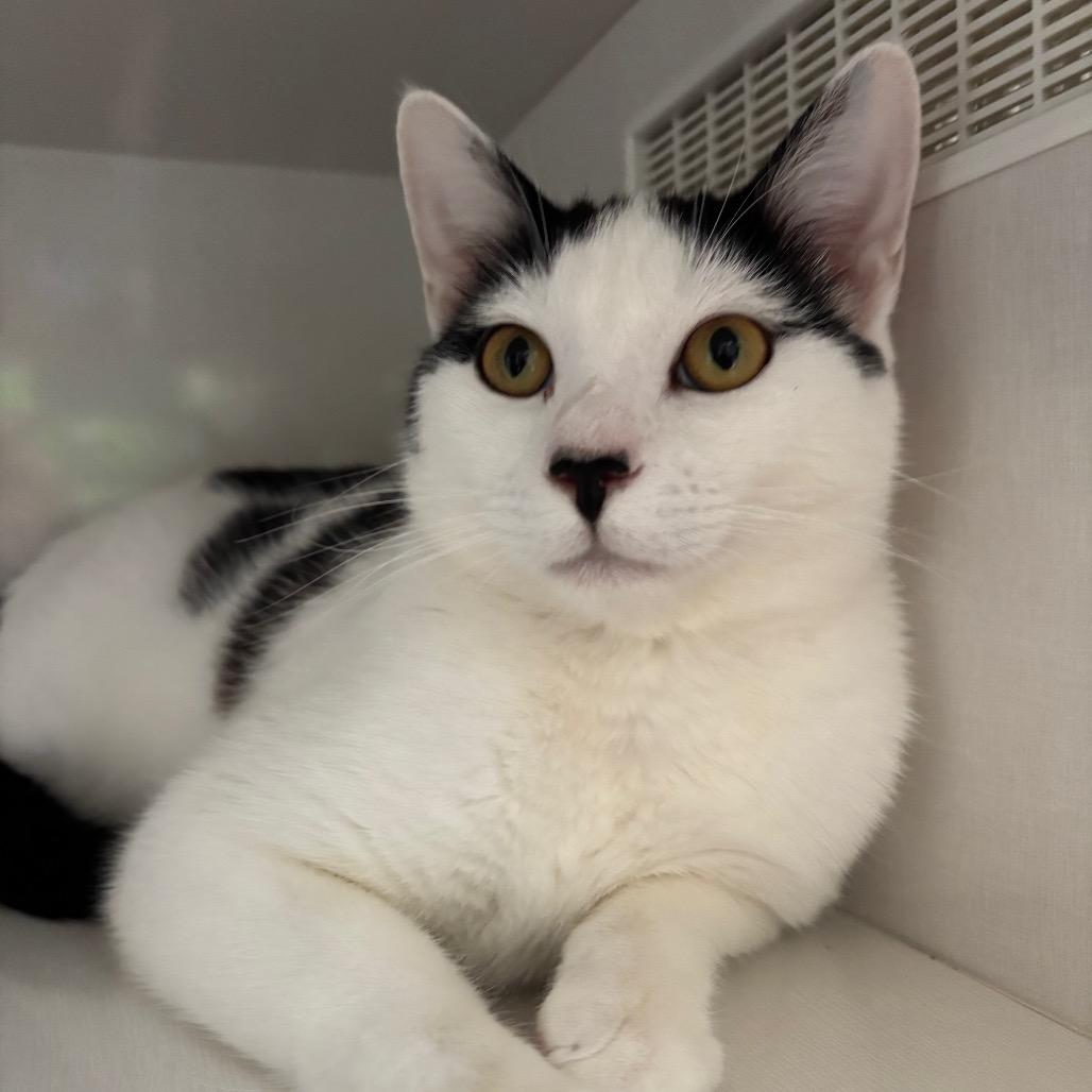 Enlarge Robin, a Adoptable Domestic Short Hair in Redwood City, CA image 1/2