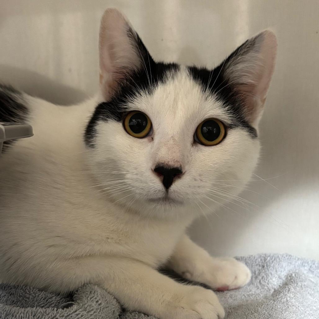 Enlarge Robin, a Adoptable Domestic Short Hair in Redwood City, CA image 2/2