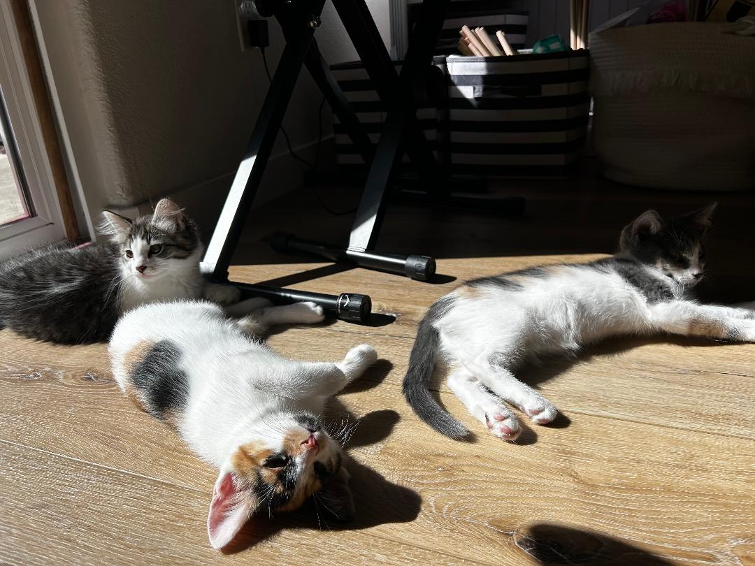 Enlarge May, a ADOPTABLE Domestic Short Hair in Oceanside, CA image 5/5