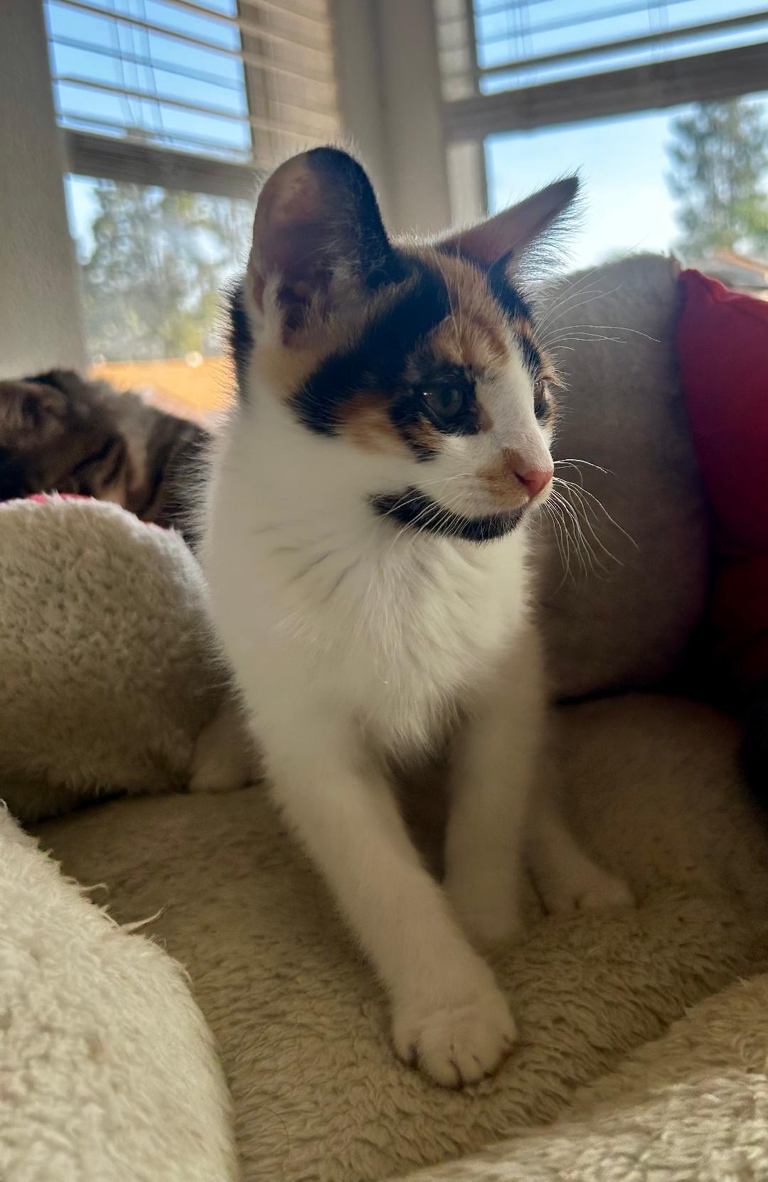 Enlarge May, a ADOPTABLE Domestic Short Hair in Oceanside, CA image 4/5