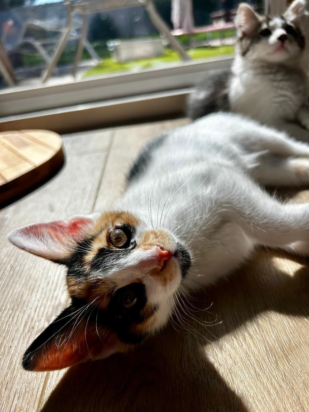 Enlarge May, a ADOPTABLE Domestic Short Hair in Oceanside, CA image 2/5