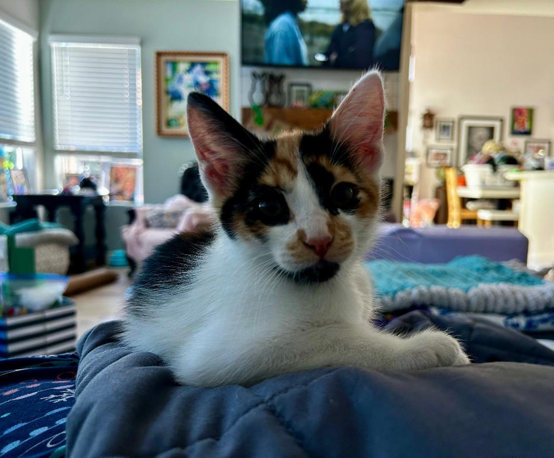 Enlarge May, a ADOPTABLE Domestic Short Hair in Oceanside, CA image 1/5