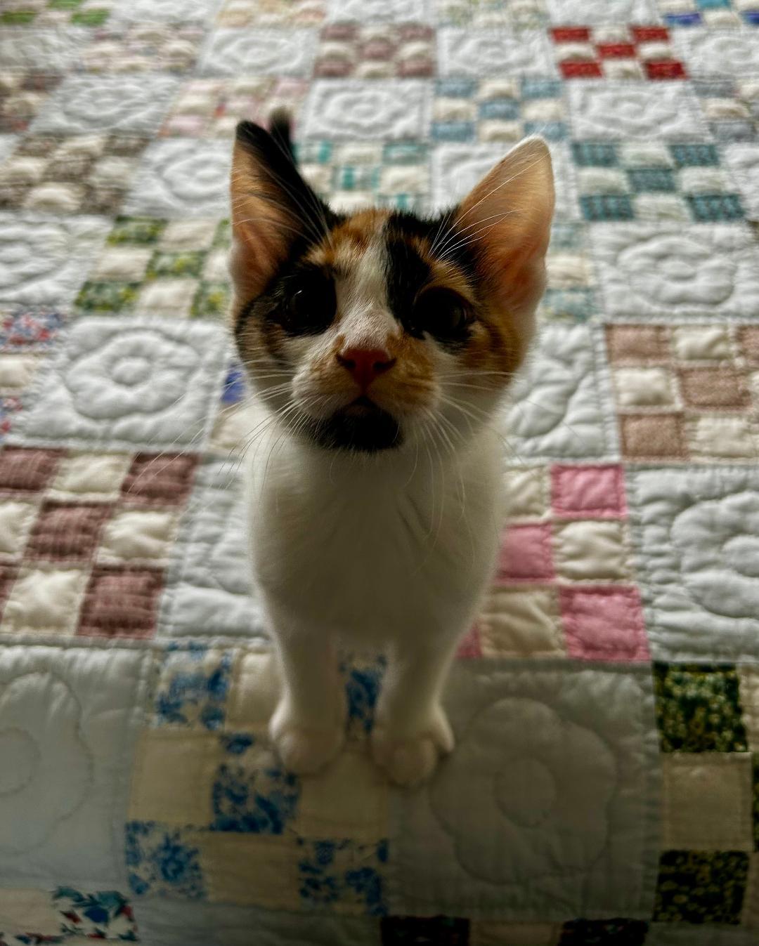 Enlarge May, a ADOPTABLE Domestic Short Hair in Oceanside, CA image 3/5