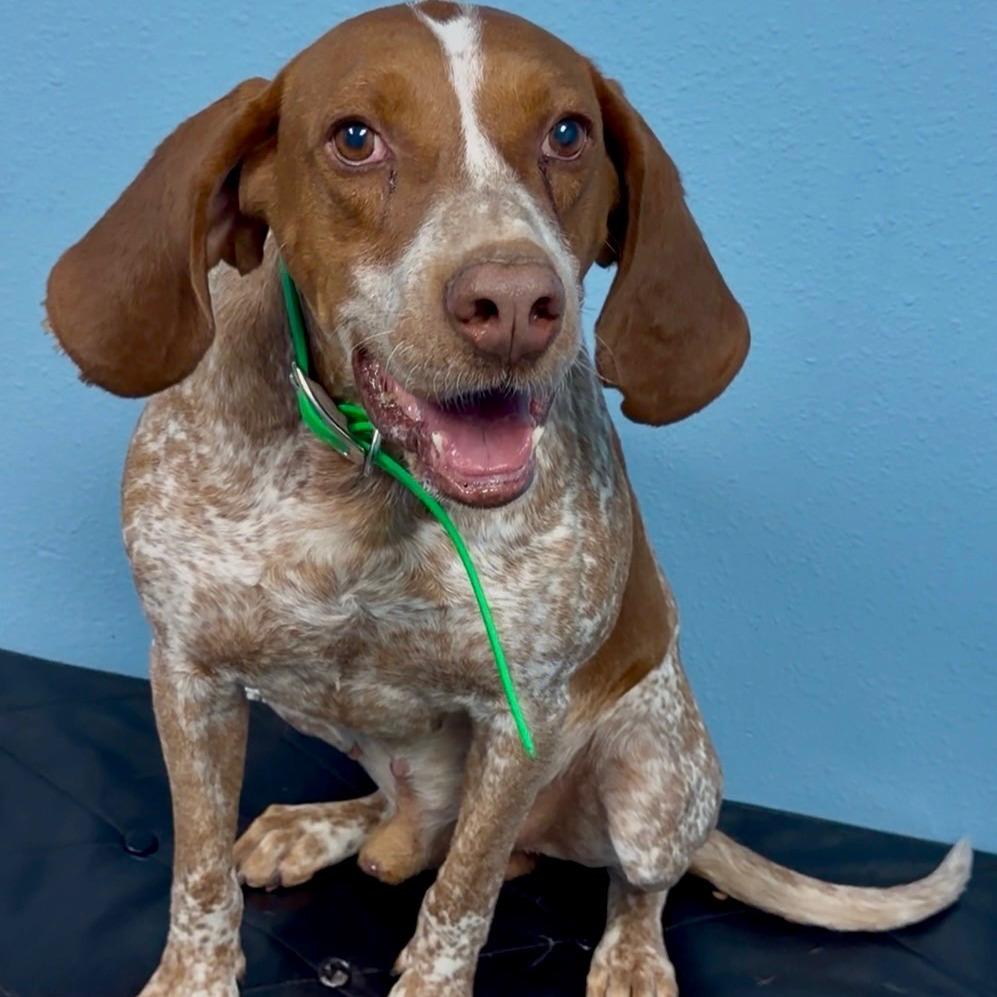 Gunner, Adoptable, Adult Male Hound.