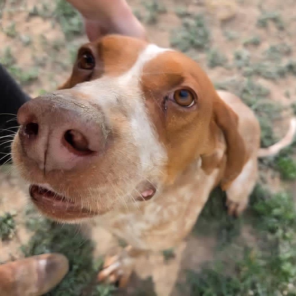 Enlarge Gunner, a Adoptable Hound in Idaho Falls, ID image 2/4