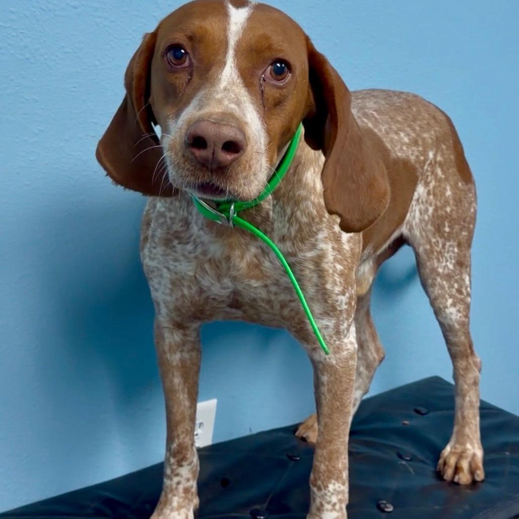 Enlarge Gunner, a Adoptable Hound in Idaho Falls, ID image 3/4