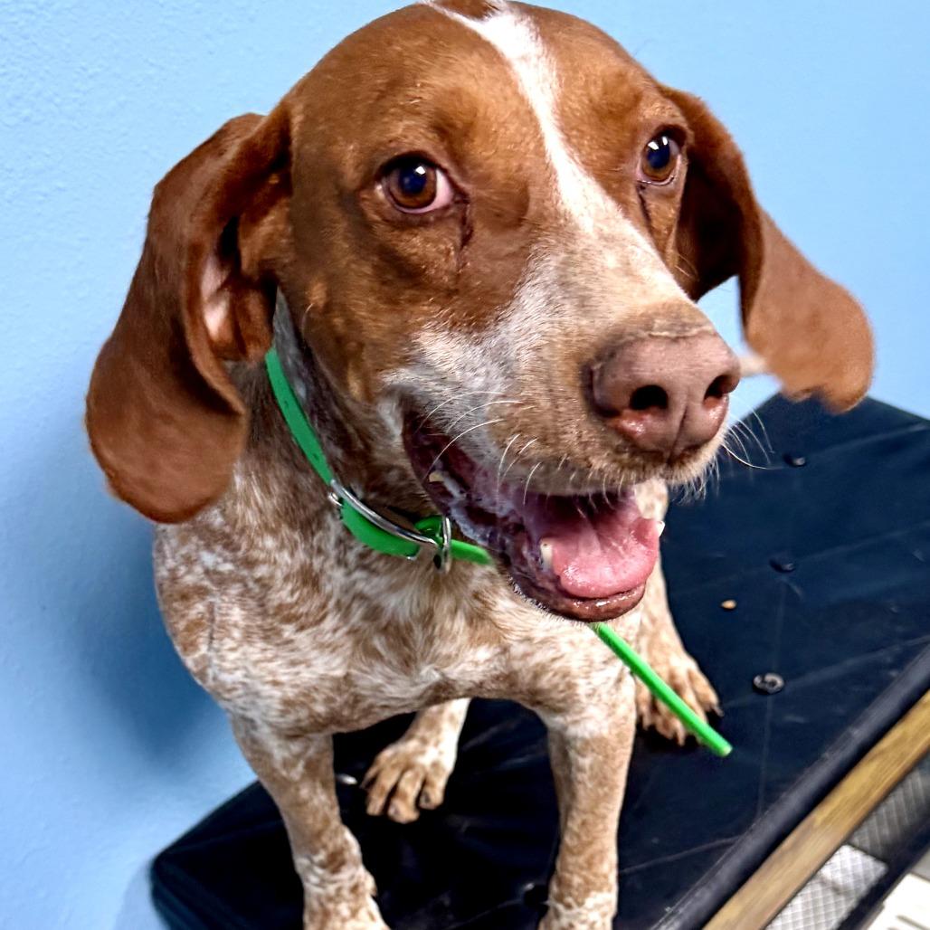 Enlarge Gunner, a Adoptable Hound in Idaho Falls, ID image 4/4