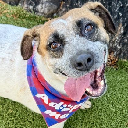 Maggie, a Adoptable mixed breed in Largo, FL image 1/3
