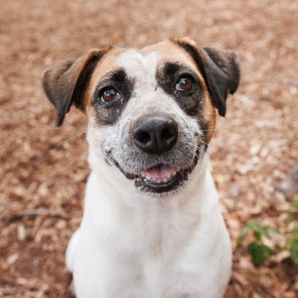 Maggie, a Adoptable mixed breed in Largo, FL image 2/3