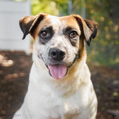 Maggie, a Adoptable mixed breed in Largo, FL image 3/3