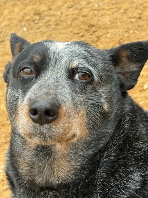 Maggie Mae, ADOPTABLE, Senior Female Australian Cattle Dog / Blue Heeler.