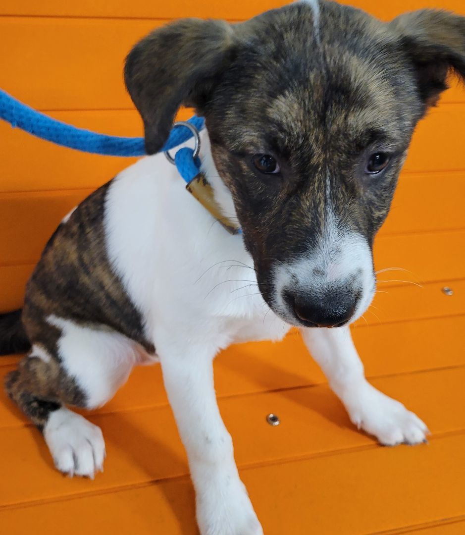 Enlarge Allysa, a Adoptable mixed breed in Houston, TX image 1/1