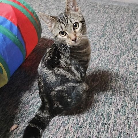 Latte, adopted, Kitten Female Domestic Short Hair.