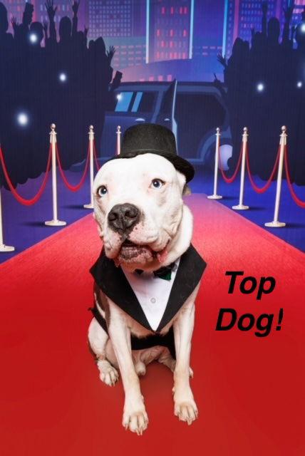 Pluto, Adoptable, Senior Male American Bulldog & Pit Bull Terrier.