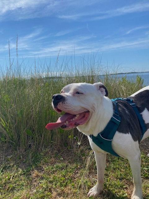 Pluto, a Adoptable mixed breed in Cary, NC image 1/3