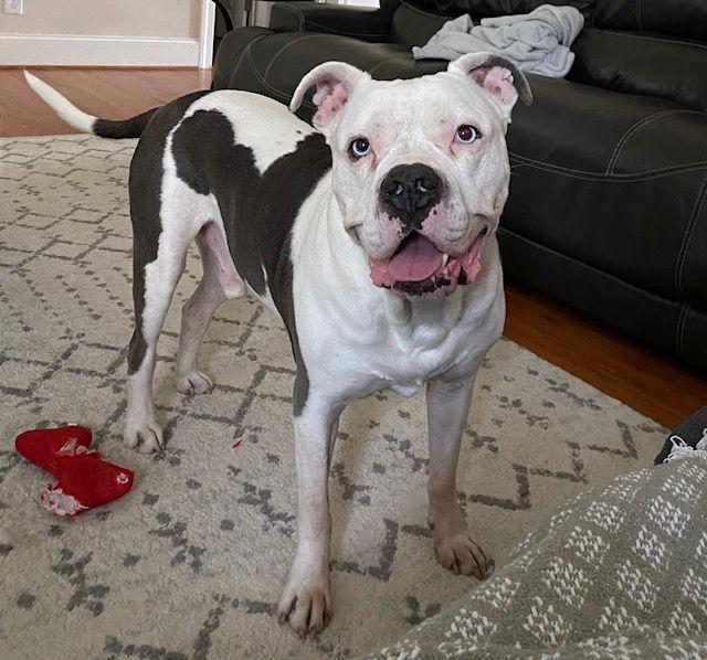 Pluto, a Adoptable mixed breed in Cary, NC image 3/3