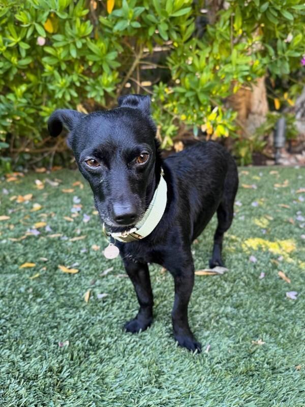 Enlarge Toby, a Adoptable Dachshund in Manhattan Beach, CA image 3/5
