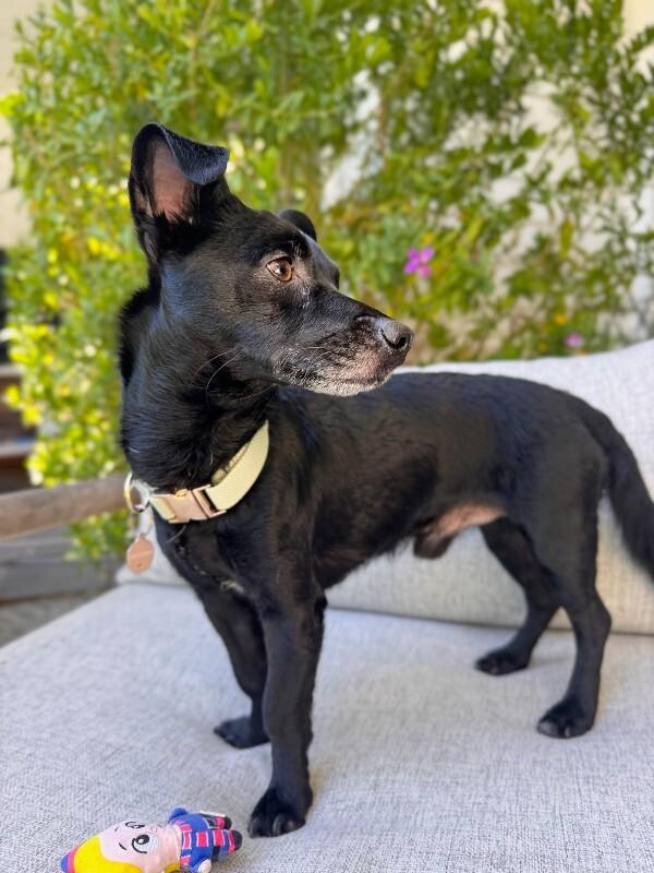 Enlarge Toby, a Adoptable Dachshund in Manhattan Beach, CA image 4/5