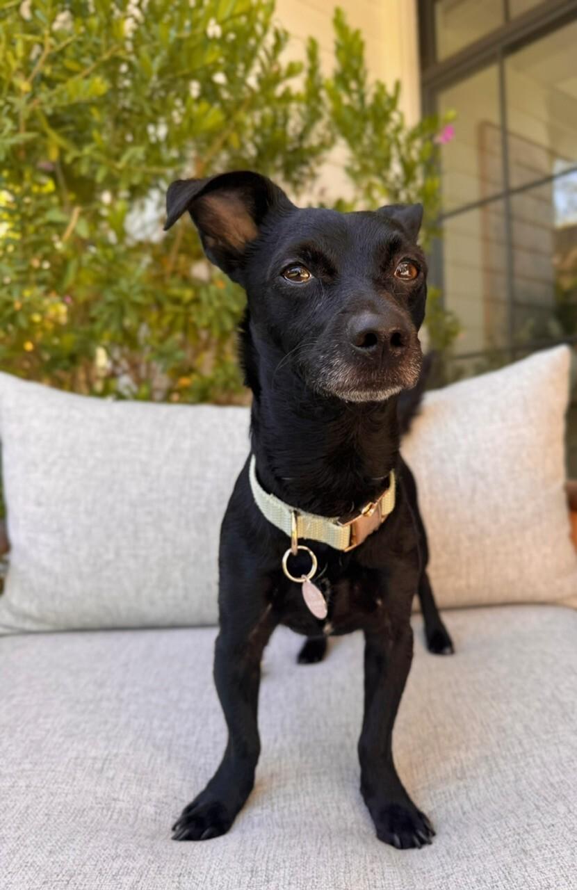 Enlarge Toby, a Adoptable Dachshund in Manhattan Beach, CA image 5/5