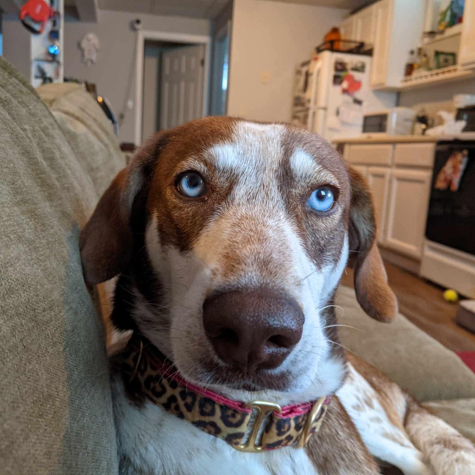 Amara