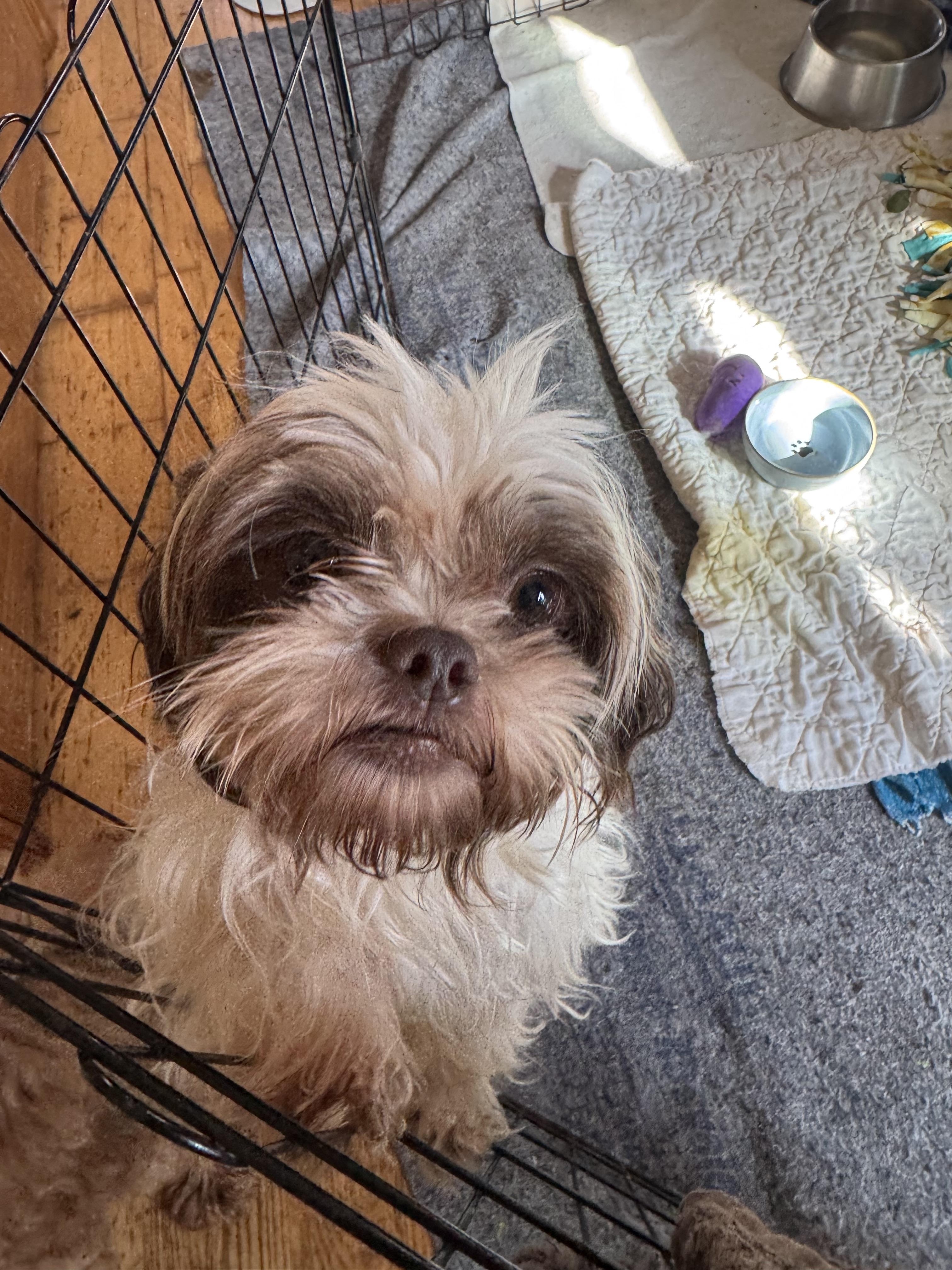 Enlarge Clementine, a ADOPTABLE Shih Tzu in Glenwood City, WI image 2/3