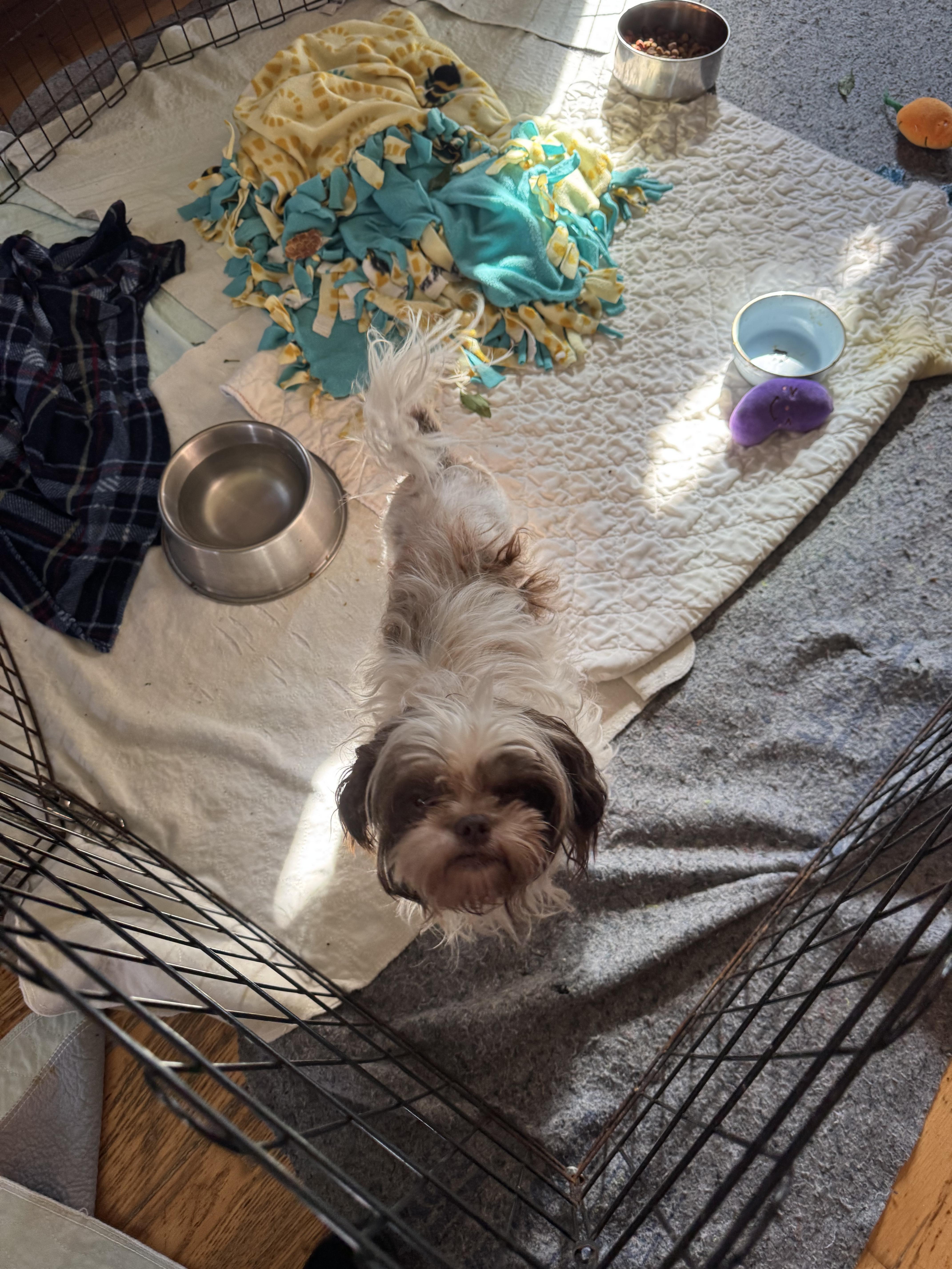 Enlarge Clementine, a ADOPTABLE Shih Tzu in Glenwood City, WI image 3/3